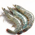 Black Tiger Prawns